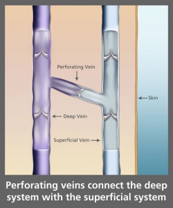 Perforating Veins Diagram